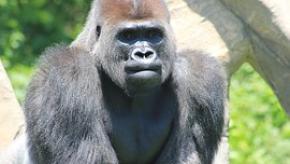 ape%20silver-back-707324__180.jpg