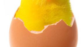 chicken-in-broken-egg-1400789.jpg swope5678