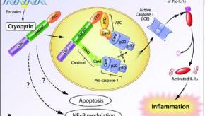 inflammasome.jpg