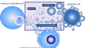 microvesicles.jpg