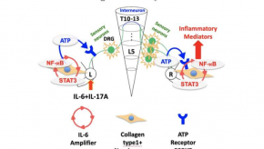 Inflammation,reflex,neural