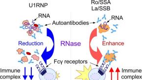 RNase